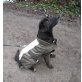 NERO - Traumhund und katzenverträglich sucht., Pinscher Labrador rumänischer Mix - Rüde