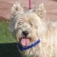 NERO, West Highland White Terrier, kastriert - Rüde