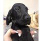 NEVIN, Pflegestelle Oberösterreich, Spanielmix Welpen - Rüde