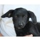 NEX, Spaniel/Pinschermix,Pflegestelle NÖ Welpen - Rüde