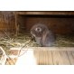 NHD/Mini Lop - männlich