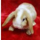 NHD und Mini Lop Zwergkaninchen