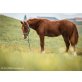 NIC 2014 APHA Sorrel Stallion, Paint Horse - Hengst