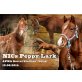 NIC 2014 APHA solid Sorrel Stallion, Paint Horse - Hengst