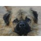 NICHOLSON, liebt die Menschen/Tibet-Span.Griffon-Mischlg - Rüde