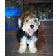 NICK, Yorki-Mix Welpen - Rüde