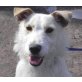 NICKY 4, Pflegestelle Linz/Leonding, Foxterrier Mix - Rüde