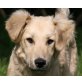 NICO, Goldenretriever-Mix Welpen - Rüde