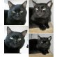 NICO - Leukose positiv, Europäische Kurzhaarkatze - Kater