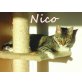 NICO.. superhübscher Kater!, Mischling - Kater