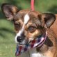 NICOLA - Linares, Jack-Russell-Terrier-Mischling, kastriert - Hündin