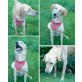 NICOLAS, Labrador Mix - Rüde