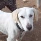 NIEVE, Labrador-Retriever-Mix, kastriert - Hündin