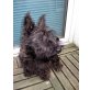 NIKI, Pflegestelle Wien, ScotchTerrier - Hündin