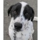 NIKO  Pflegestelle Steiermark, charaktervoller Traumhund!Dalmatiner/Pointer  - Rüde