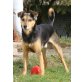 NIKO, Terriermix? - Rüde