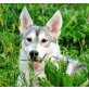 NILA, HUSKY - Hündin