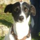 NILO, Mix, geb. ca. Mai 2011 Welpen - Rüde