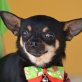 NILS - Linares, Chihuahua - kastriert - Rüde