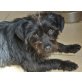 NILS, Norfolk Terrier Mix-kl.Familienhund - Rüde