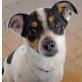 NILS - kastriert, Jack-Russel-Terrier-Mischling - Rüde