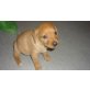 NIMBO, Labrador Mix - Rüde