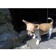 NIMUE, Chihuahua kurzhaariger Schlag Welpen - Hündin