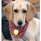 NINA 7, Niederösterreich, aktive Spaniel/Viszlamix - Hündin
