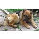 NINA, Altdeutsche Schäferhunde - Hündin
