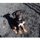 NINA, Pinscher-Mix Welpen - Hündin
