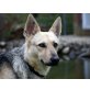 NINA, Schäferhund Mischung - Hündin