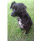 NINKA 2, Pflegestelle Steiermark, hübsche, verspielte Spanielmix - Hündin