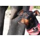 NINO 2, Pinscher - Rüde
