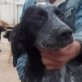 NINO, geb. ca. Anfang Juni 2011, Englischer Springer-Spaniel (Mix?) Welpen - Rüde
