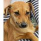 NINOS sucht Pflege- oder Fixplatz,, süßer, kleiner Pinscher-Mix  - Rüde