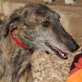 NIRA, Galga, leicht Rauhaar, kastriert, ca. 7 Jahre - Hündin