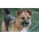NIkki, Schäferhund-Mischling - Rüde
