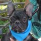 NOA - NOTFALL!!!, Franz. Bulldogge, kastriert - Hündin