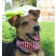 NOA - Ubeda, Terrier-Mischling, unkastriert Welpen - Hündin
