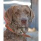 NOAH 3, Pflegestelle Niederösterreich, Labrador-Mix - Rüde