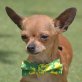 NOAH - Linares, Chihuahua - kastriert - Rüde