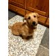 NOAH, Welpenjunge sucht ein Zuhause!! - NÖ - Rüde