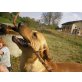 NOBBY - Pflegestelle Bayern, hübscher, kinderlieber MAGYAR VISZLA-GOLDIE- - Rüde