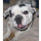 NOBI - Pflegestelle Niederösterreich, Französische Bulldogge - Rüde