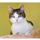 NOE 'Einzelhaltung', Tierschutz - Kater