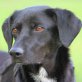 NOE, Labrador-Mix - Rüde