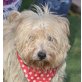 NOEL - Linares, West Highland White Terrier Mix, kastriert - Rüde