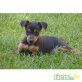 NOMI, Zwergpinscher - Hündin