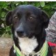 NOMO, Dackel-/Pinscher-Mischling, kastriert - Rüde