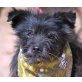 NONI - Linares, Terrier-Mischling - kastriert - Rüde